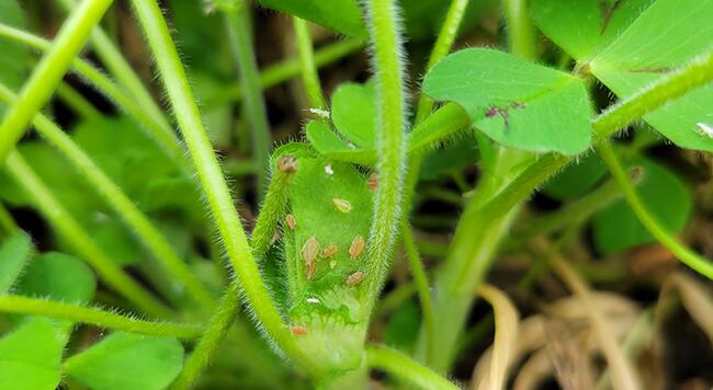 insect pests on clover plant