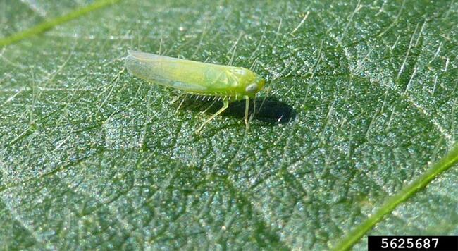 small green bug on a leaf