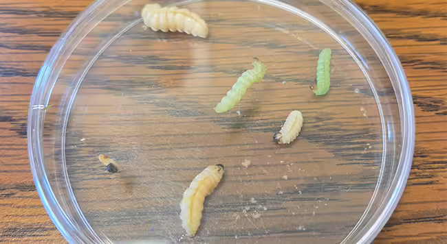 three cream and two green colored caterpillars on a clear plate