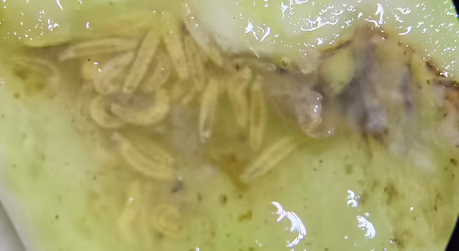 many small cream colored larva feeding on the inside of a plant stem