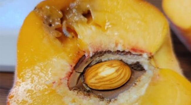 small worm feeding on inside of peach fruit