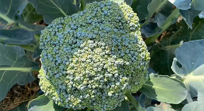 A head of broccoli on a plant