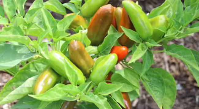 A close up of a pepper plant with red and green fruits.