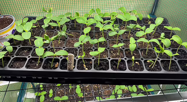 many muskmelon seedlings with two leaves each growing in a black tray with soil on a rack. 