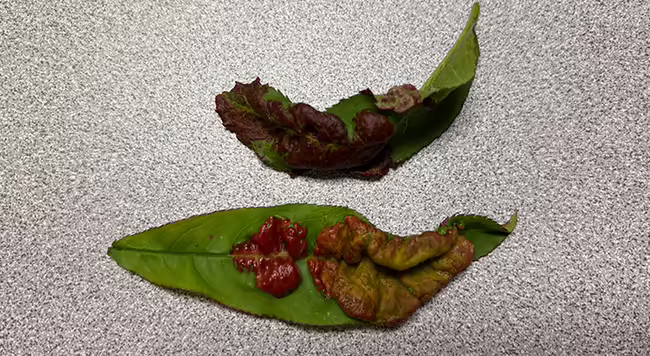 two green peach leaves with raised, crinkled tissue in the center of the leaves that appears red and yellow in color