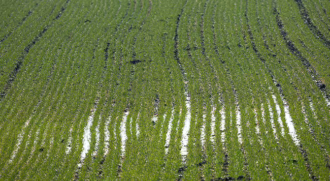 A field planted with rows of green plants with standing water in the field