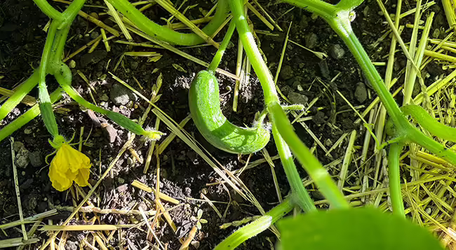 cucumber growing on a vine