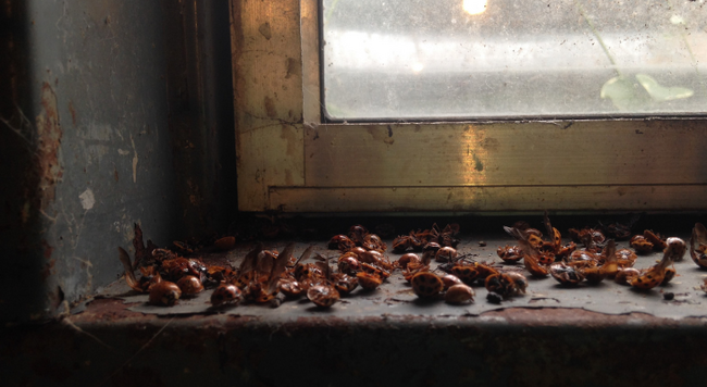 beetles dead on window sill