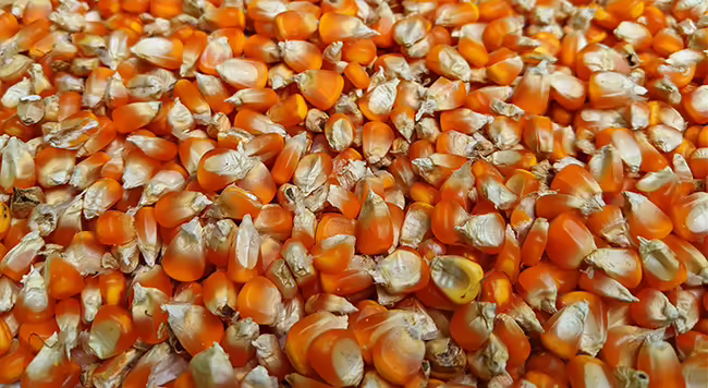 Pile of stored grain corn