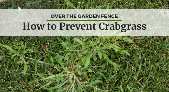 crabgrass in lawn