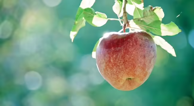 apple