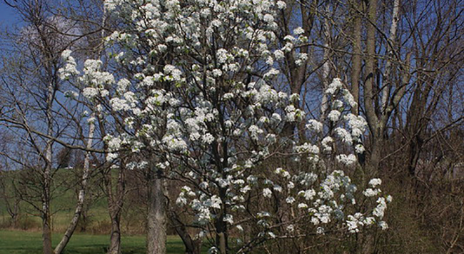 Blooming callery pear tree 