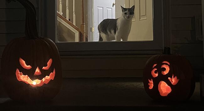 a cat looks out a brightly lit home at two carved and glowing pumpkins