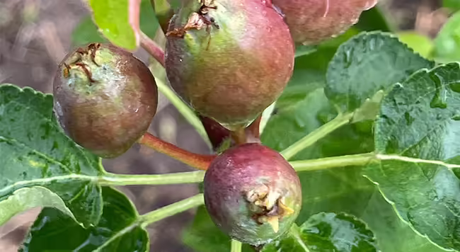 close up of small, young apple fruits developing on tree