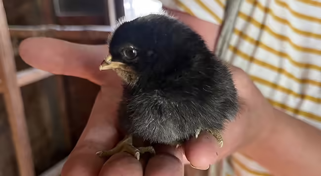 baby chick in the palm of somebody's hand