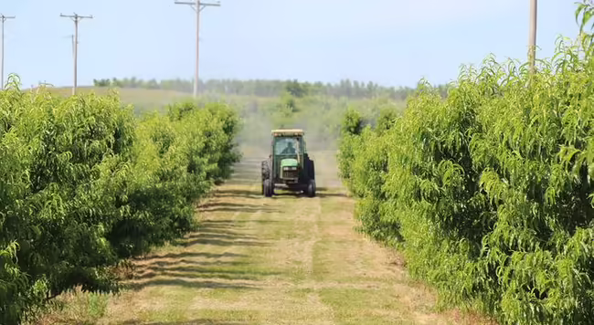 Cab tractor spraying in peach orchard