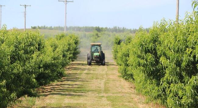 Cab tractor spraying in peach orchard