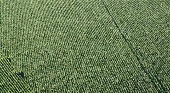 Corn field from above
