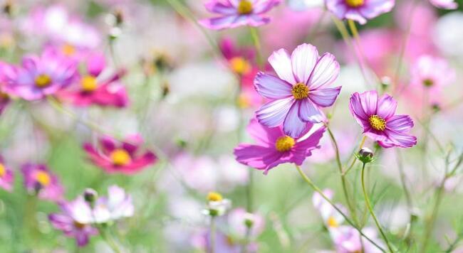 field of pink cosmos