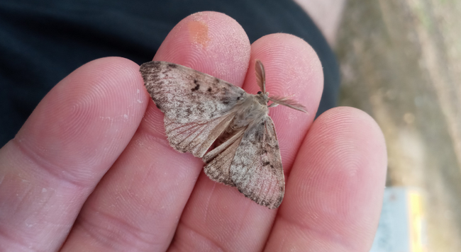 adult gypsy moth on hand