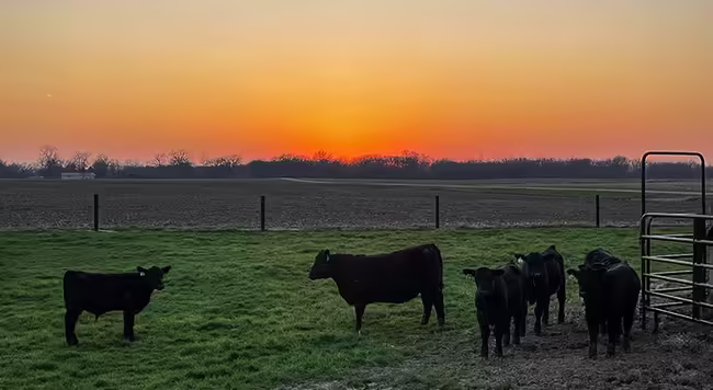 sunset over Panther Ridge cattle on pastures