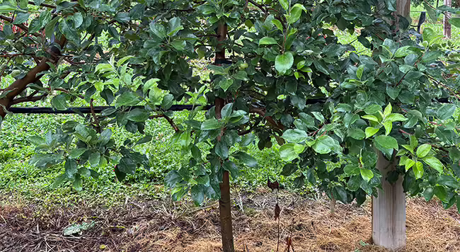 healthy apple tree with plenty of leaves but no fruit