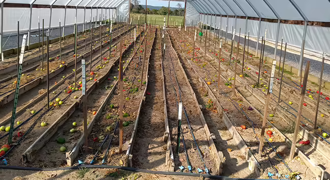 Empty rows in a high tunnel after tomato plants, stakes, and strings have been removed. Random fruit is scattered among the rows.