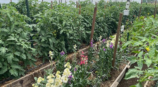 tomatoes and flowers growing in raised beds inside high tunnel