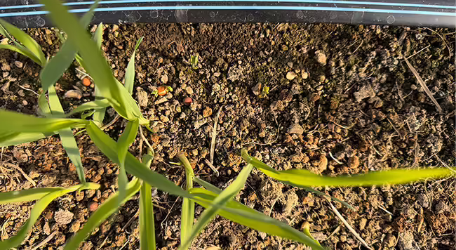 green seedlings next to black plastic irrigation tape growing in soil