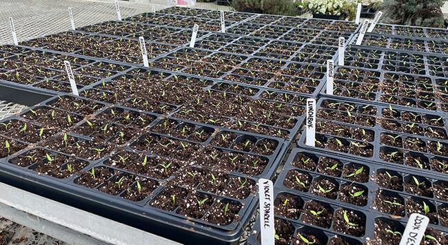 black trays filled with soil with small green seedlings growing