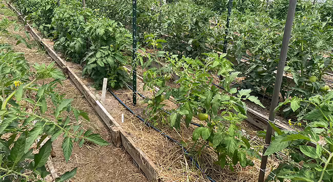 row of tomato plants with some of the plants being a lighter shade of green than the others
