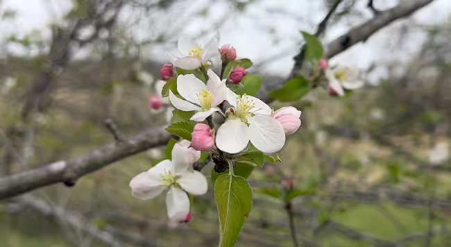 white flowers on an apple tree branch