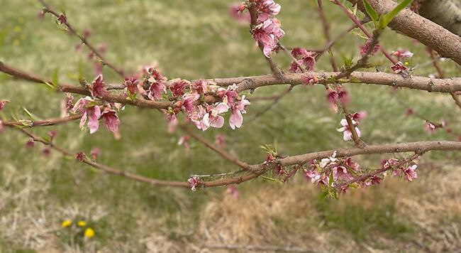 pink peach blossoms on tree