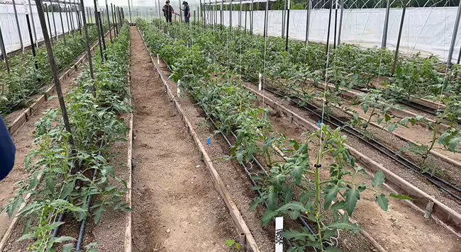 Tomatoes growing inside high tunnel with two different types of trellising methods shown