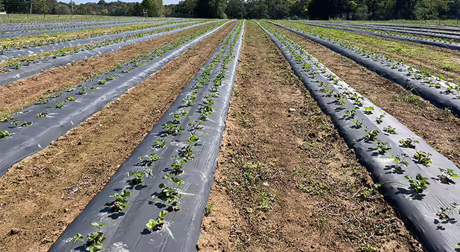 a field with strawberry plants set out in rows of black plastic mulch 