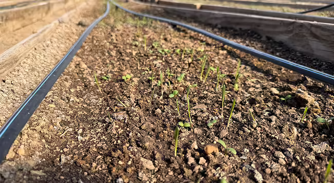 tiny green seedlings growing in a raised bed with two black tubes running down the bed 