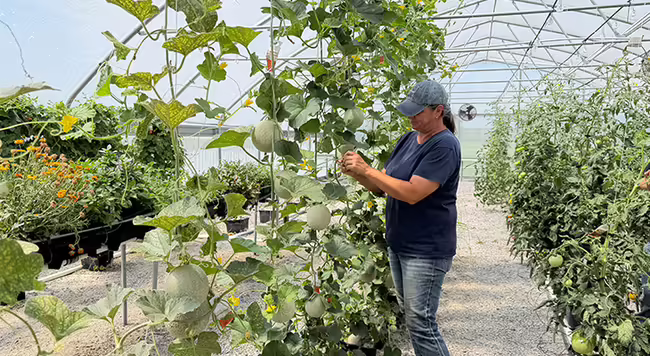 person working on vines inside a high tunnel