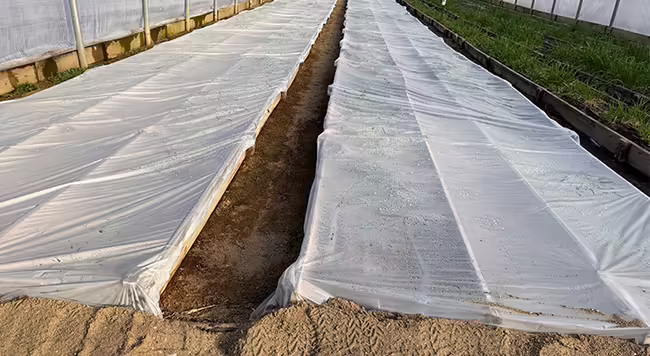 clear plastic tightly covering rows of plants inside a high tunnel