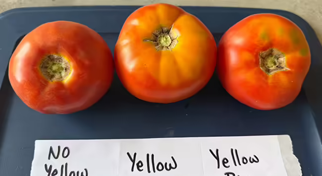 three red tomatoes side by side on a blue background