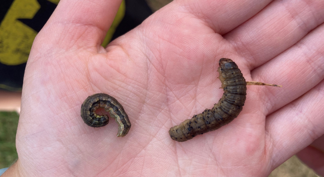 Fall armyworms in hand