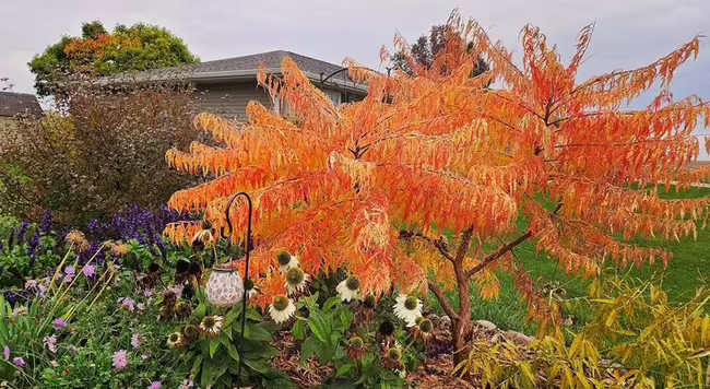 fall color in home landscape