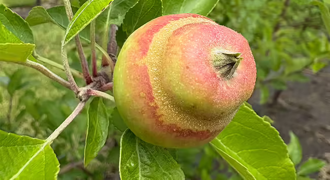 misshaped apple fruit from frost damage on tree limb