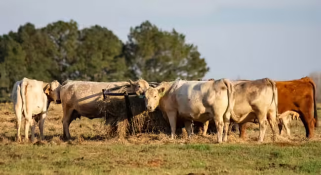 cows eating hay