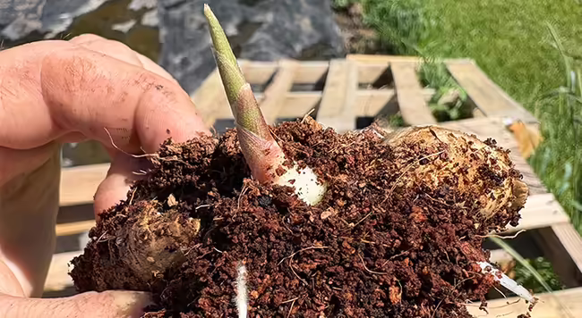 pre-sprouted ginger rhizome with shoot and roots visible