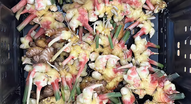 many ginger rhizomes in a crate