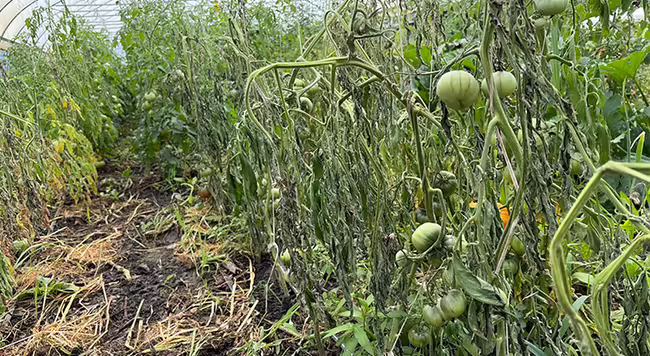 tomato plants wilting and dying in high tunnel
