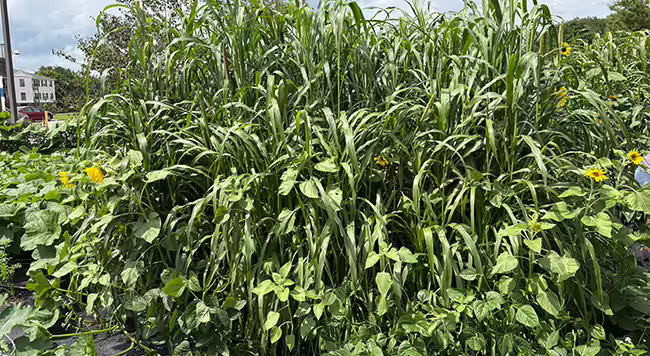 mature summer cover crops growing 