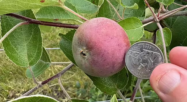 person holding a quarter next to a small reddish apple fruit for size comparison