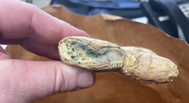 ginger rhizome seed stock with bluish gray mold on edge
