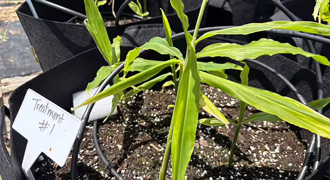 ginger plants growing in a black pot